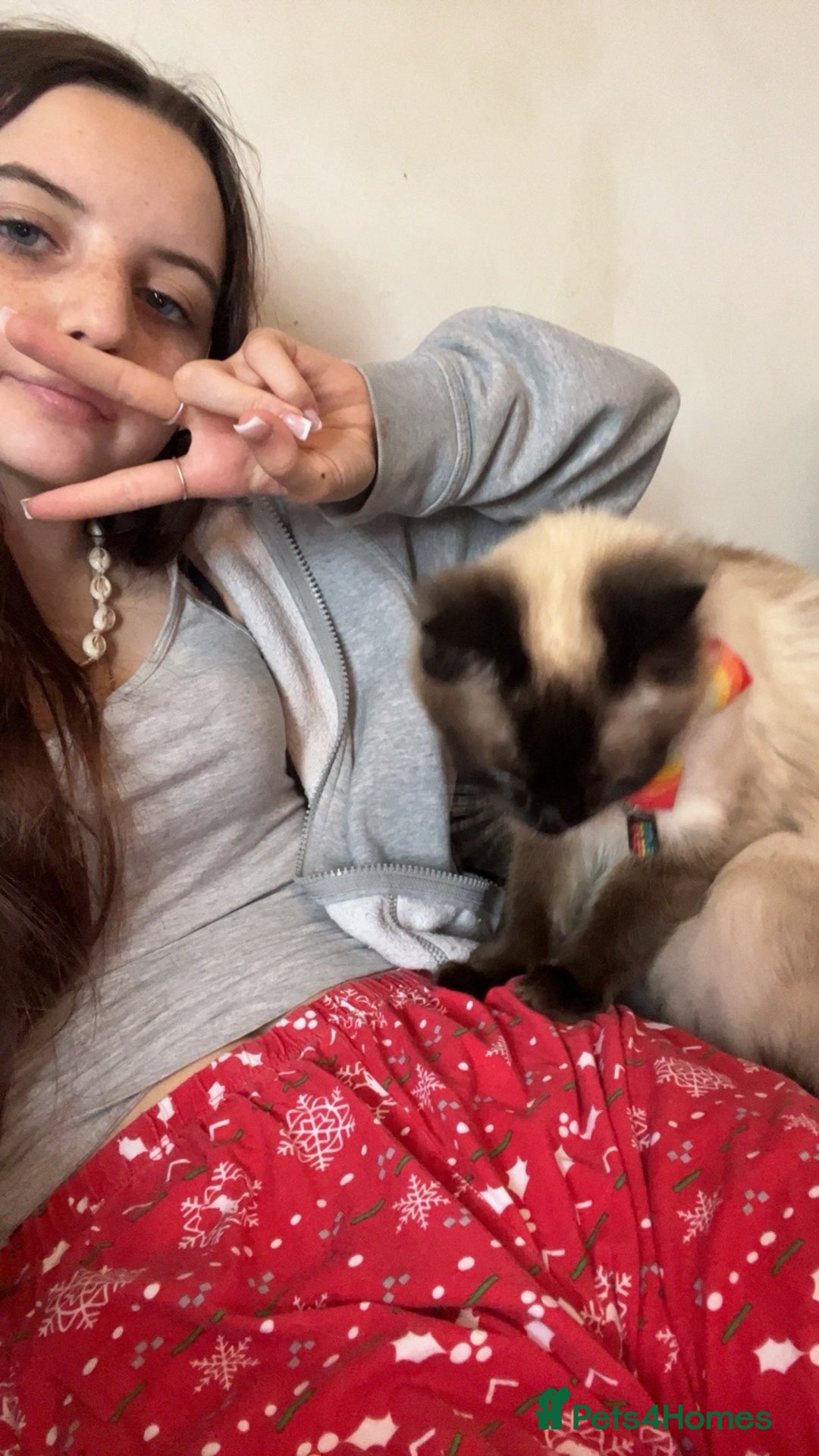 Ragdoll cats for sale: Ragdoll 3 years old Missy female  - Image 5
