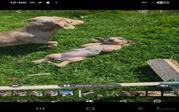 Dachshund dogs for sale: Dachshund puppies  - Image 5