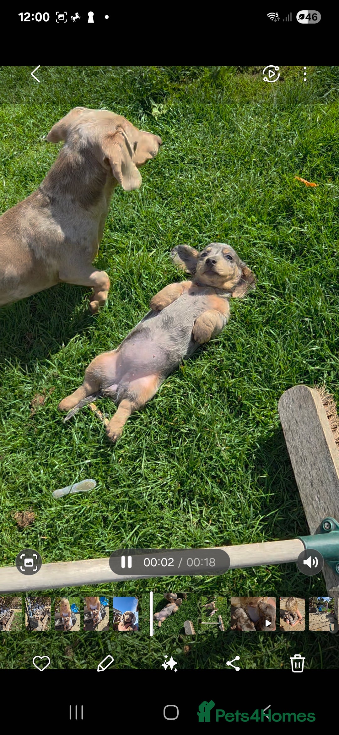 Dachshund dogs for sale: Dachshund puppies  - Image 5