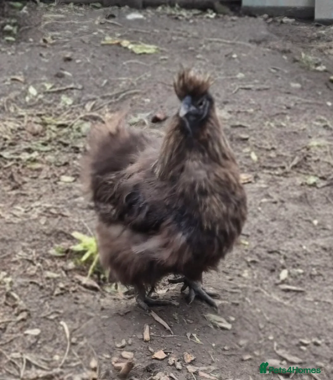 Hens poultry for sale: Pair of silkies.  - Advert 3