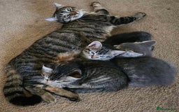 Mixed Breed cats for sale: Beautiful kitty  - Image 7