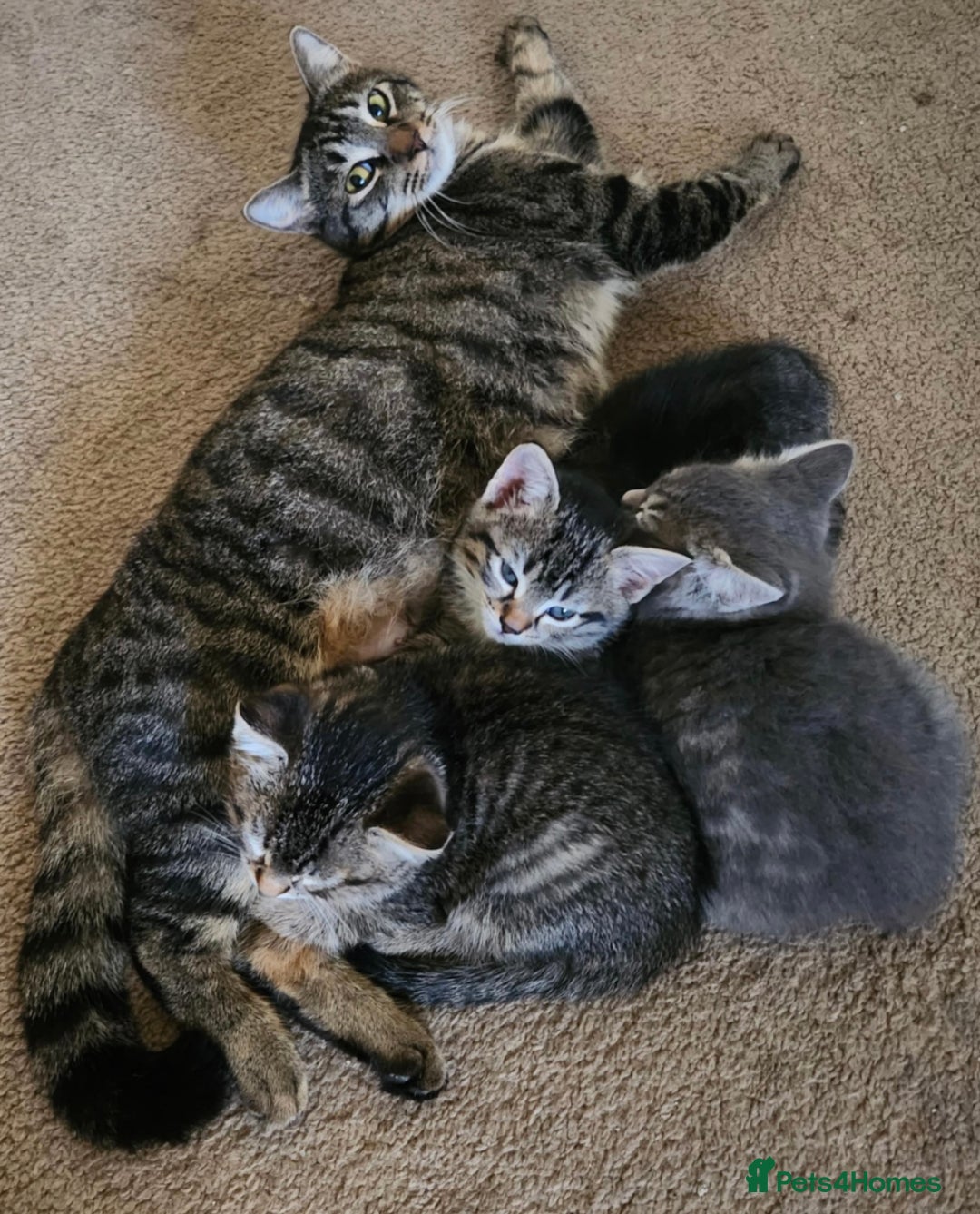 Mixed Breed cats for sale: Beautiful kitty  - Image 7