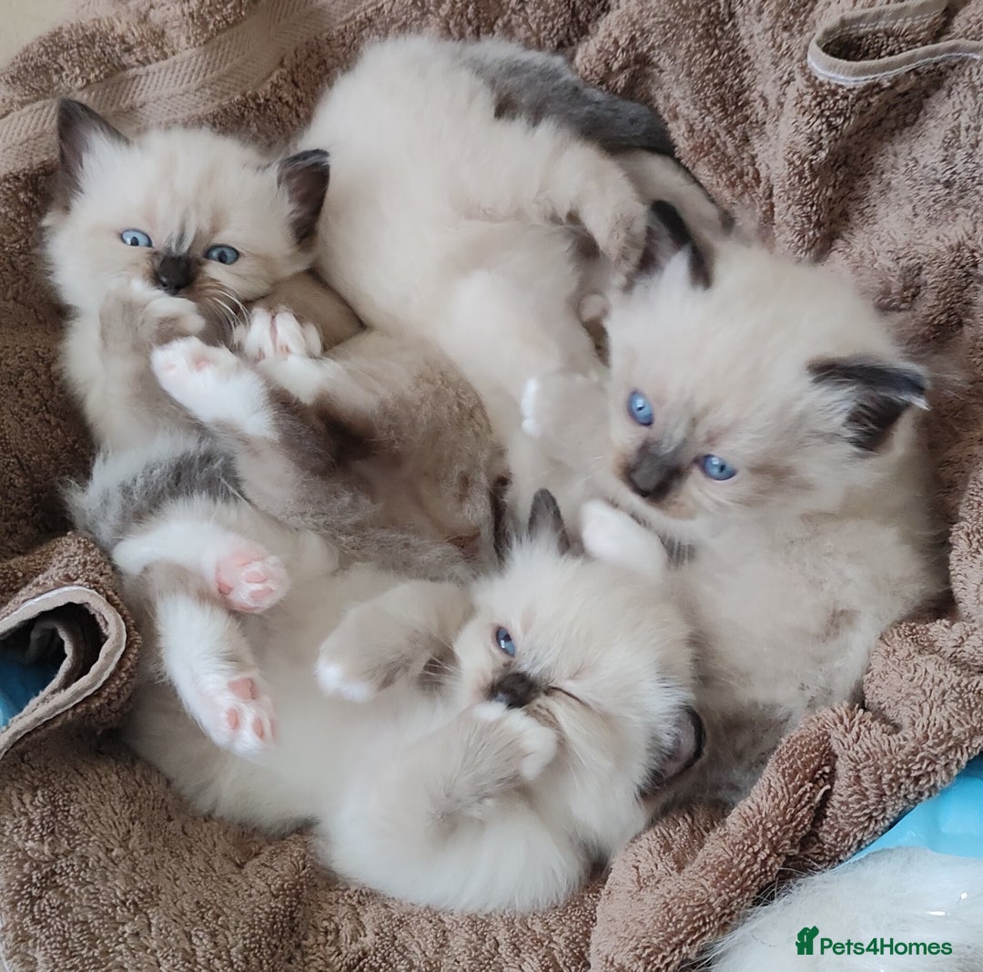 Ragdoll cats for sale: 4 beautiful ragdoll kittens for sale - Oxford - Image 18