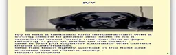 Labrador Retriever dogs for sale: Beautiful Black working Labs - Advert 11