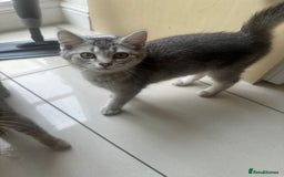 British Shorthair cats for sale: half British shorthair half tabby kittens  in London - Image 4