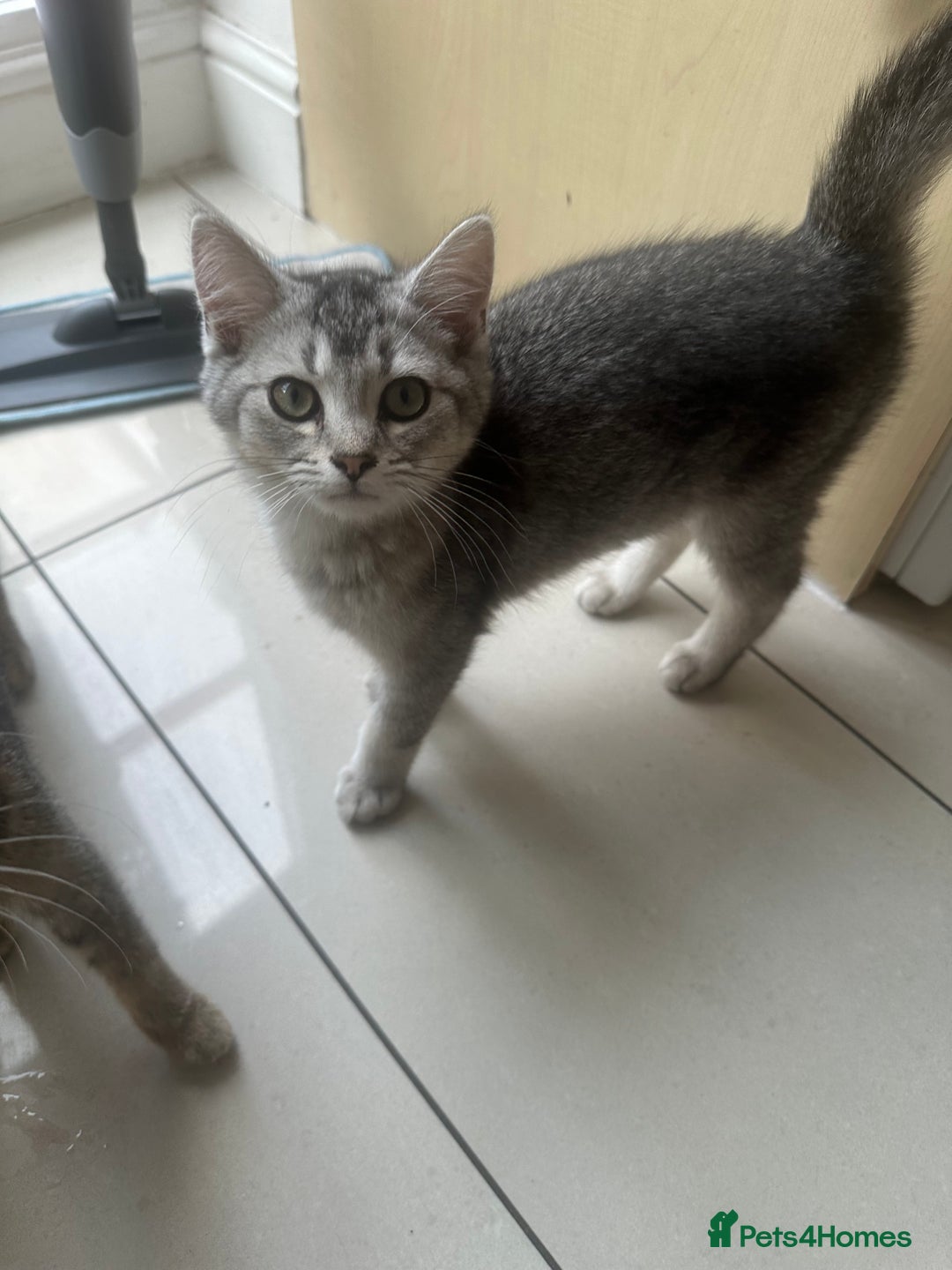 British Shorthair cats for sale: half British shorthair half tabby kittens  in London - Image 4