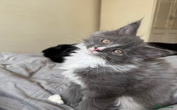 Maine Coon cats for sale: TICA registered large MaineCoon polydactyl kittens - Image 36