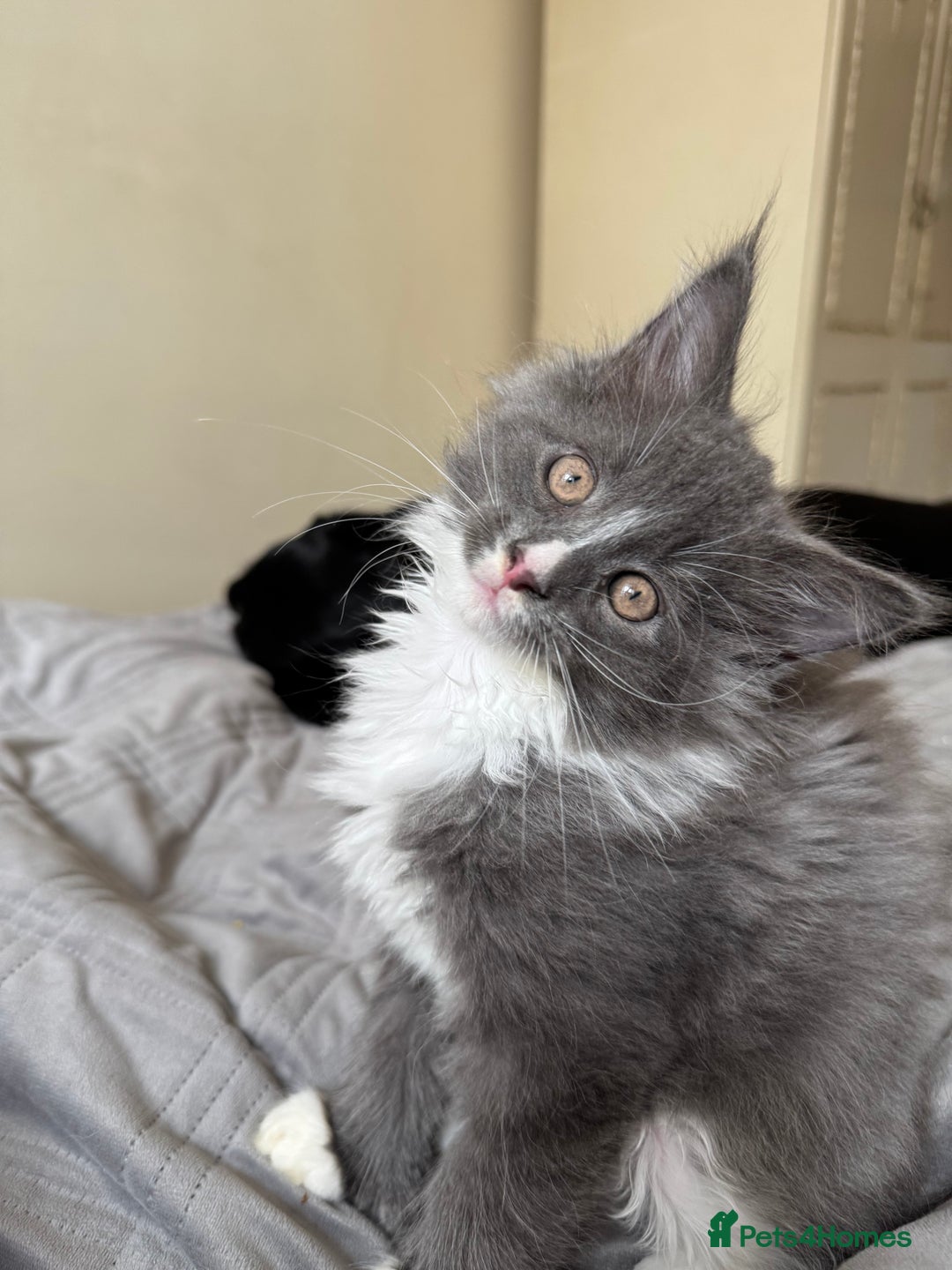 Maine Coon cats for sale: TICA registered large MaineCoon polydactyl kittens - Image 36