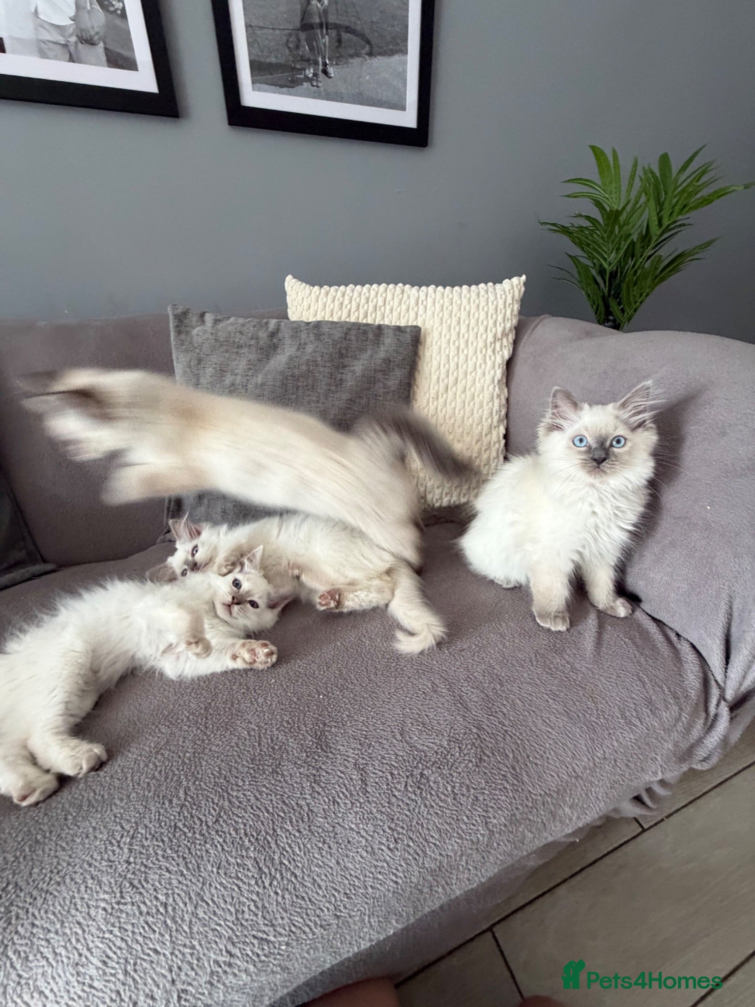 Ragdoll cats     💙 Stunning Pedigree Ragdoll Kittens GCCF - Advert 2
