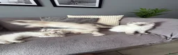 Ragdoll cats for sale:     💙 Stunning Pedigree Ragdoll Kittens GCCF - Advert 1