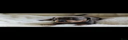 Miniature Dachshund dogs for sale: Miniature dashcund puppies  - Advert 4