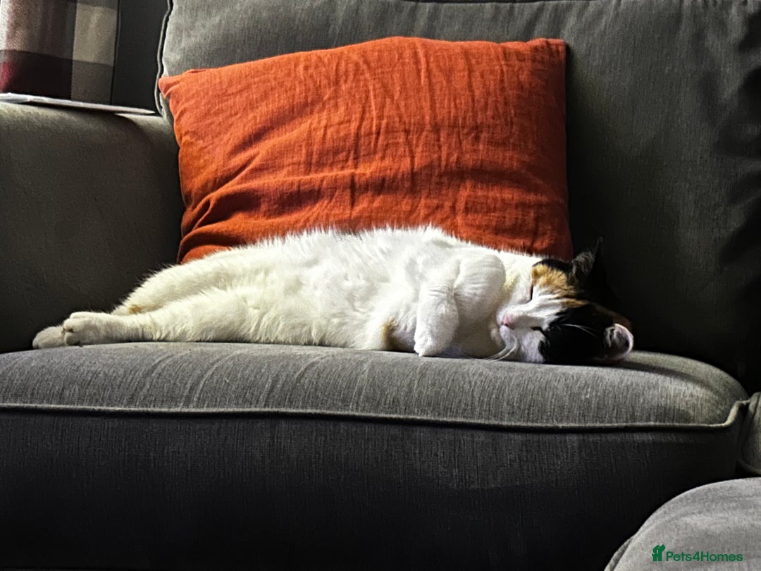 Mixed Breed cats for sale: Loving home wanted for gorgeous cat **free** - Image 8