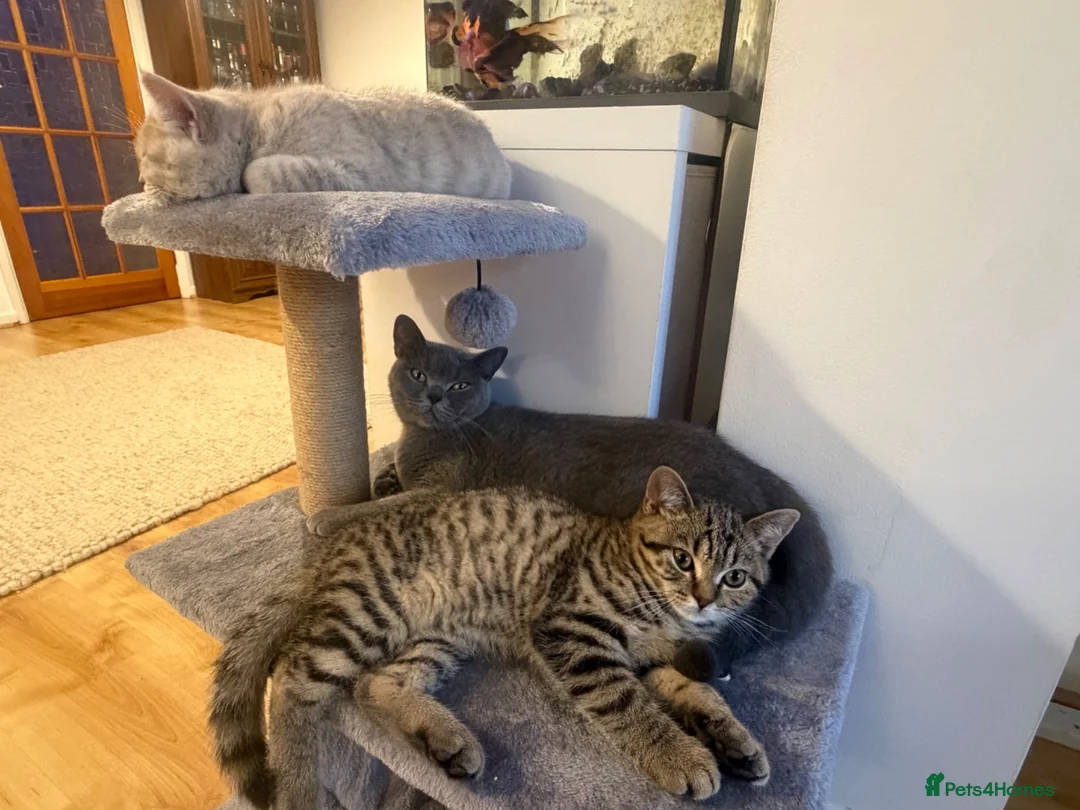 British Shorthair cats for sale: British taby 100% verified  - Advert 1