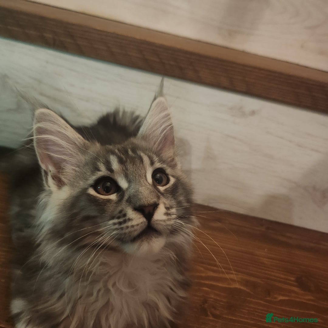 Maine Coon cats for sale: Maine coon ative purebred pedigre in Barnsley - Image 20