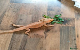Bearded Dragon reptiles for sale: Bearded Dragon AND full working enclosure - Image 2