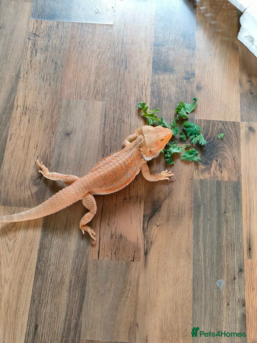 Bearded Dragon reptiles for sale: Bearded Dragon AND full working enclosure - Image 2