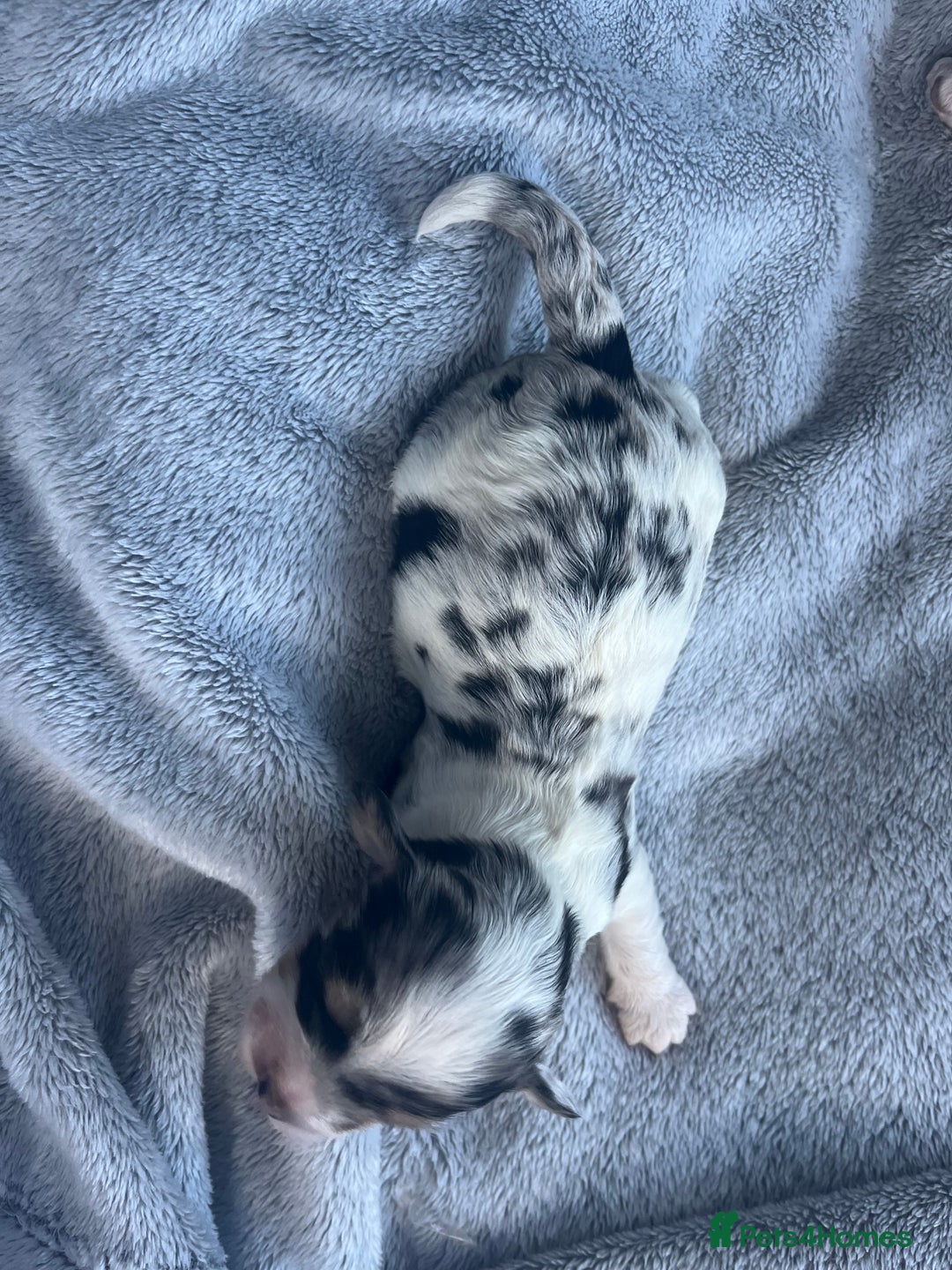 Cockapoo dogs for sale: Rare marked  small cockerpoo puppys  - Advert 28