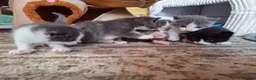 Mixed Breed cats for sale: 4 kittens - Advert 5