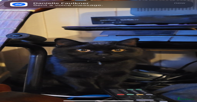 British Shorthair cats - Advert 12