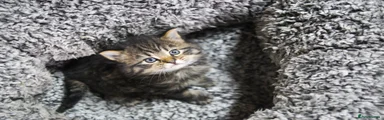 Mixed Breed Kitten 4