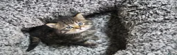 Mixed Breed cats for sale: Beautiful kittens, mixed Breed. - Advert 16