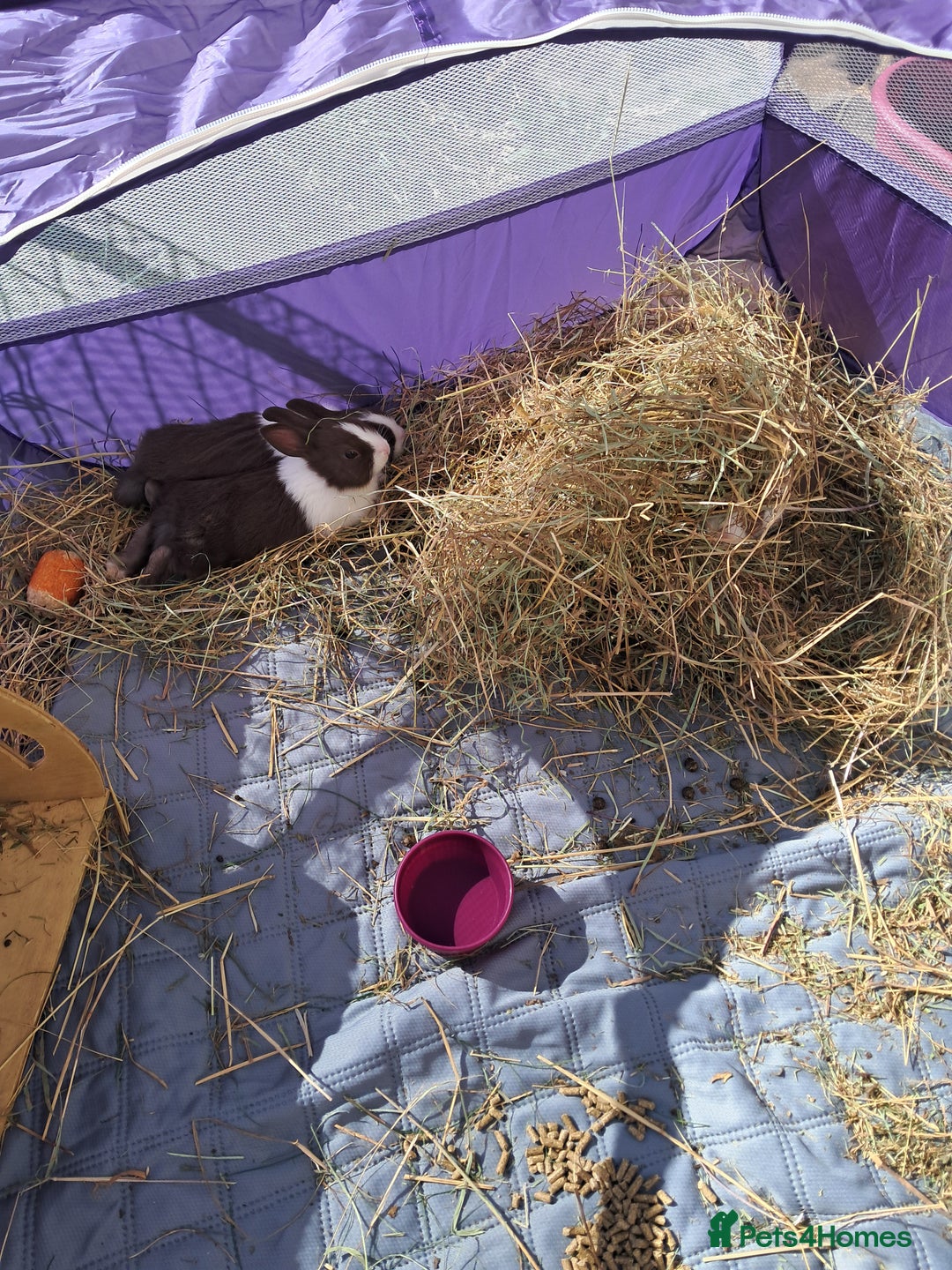 Dutch rabbits for sale: Pair of female baby Dutch rabbits for sale - Image 3