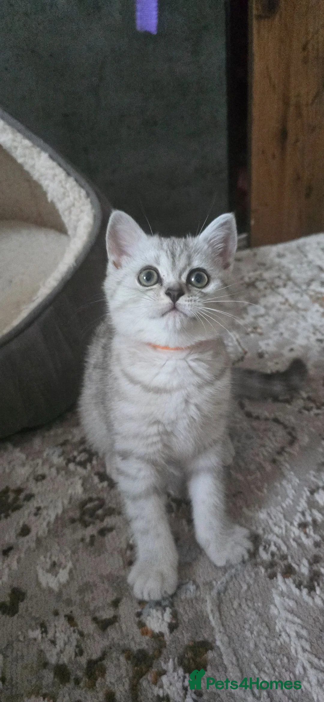 British Shorthair cats for sale: British Shorthairs ready for a new home  in Dartford - Advert 2