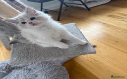 Ragdoll cats for sale: Two beautiful kittens - Image 10