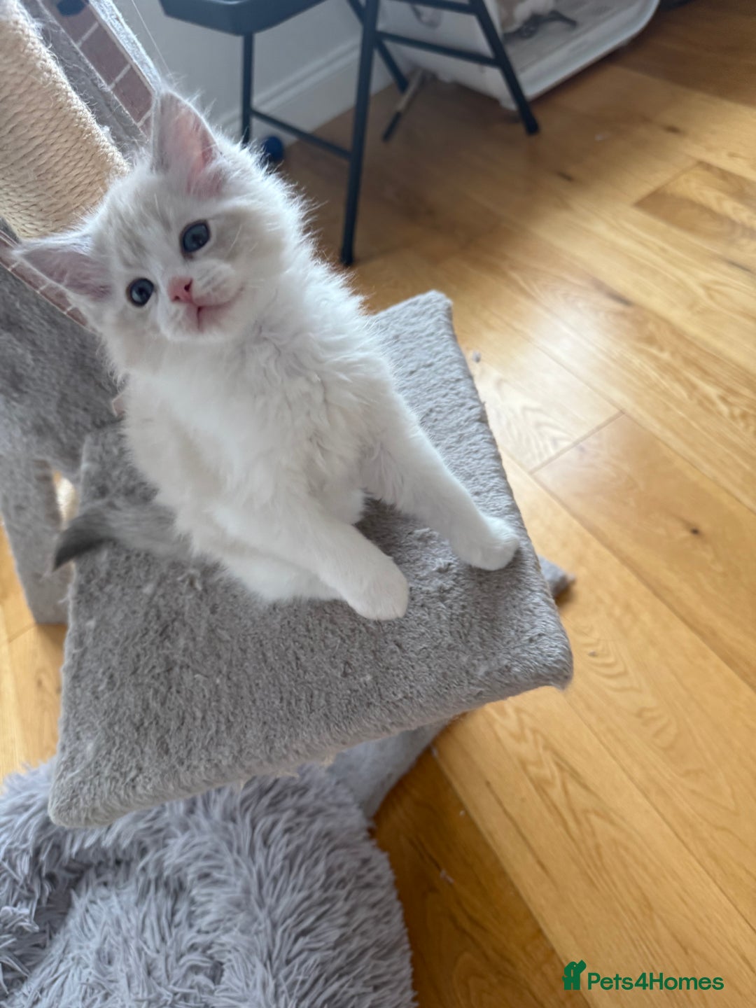 Ragdoll cats for sale: Two beautiful kittens - Image 10
