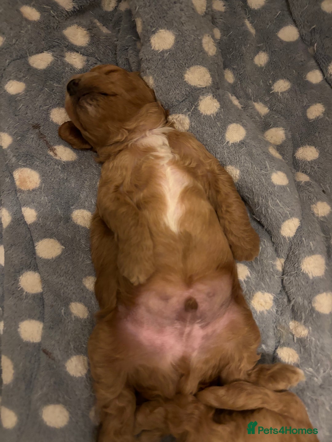 Toy Poodle dogs for sale: Toy poodles for sale - Advert 2