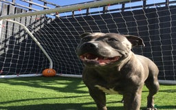 Staffordshire Bull Terrier dogs for sale: 2 blue staffy girls  - Image 1
