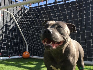 Staffordshire Bull Terrier dogs for sale - Advert 1