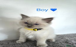 Ragdoll cats for sale: Purebred Blue Point Ragdoll Kittens 🐾 - Image 5