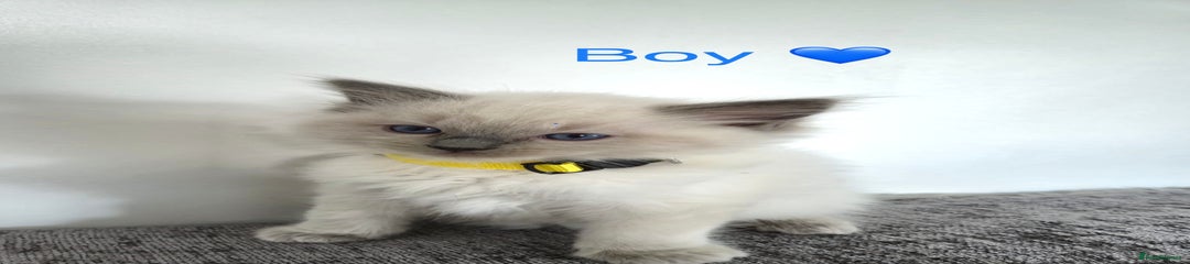 Ragdoll Kitten 3