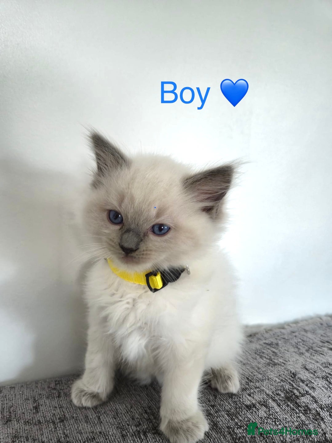 Ragdoll cats for sale: Purebred Blue Point Ragdoll Kittens 🐾 - Image 5
