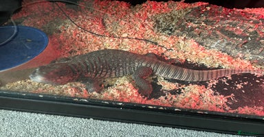Monitor reptiles - Advert 5