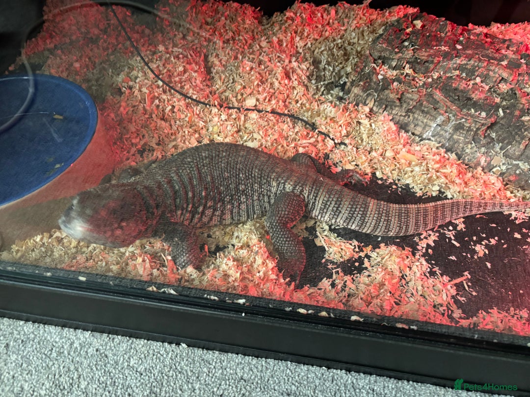 Monitor reptiles for sale: BOSC MONITOR LIZARD IN FULL SET UP - Image 3