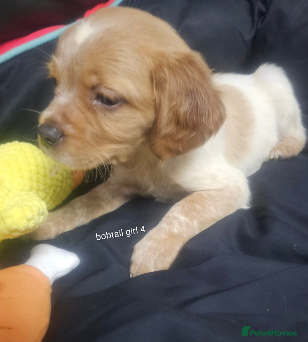 Brittany Spaniel dogs for sale: Brittany pups - Image 9