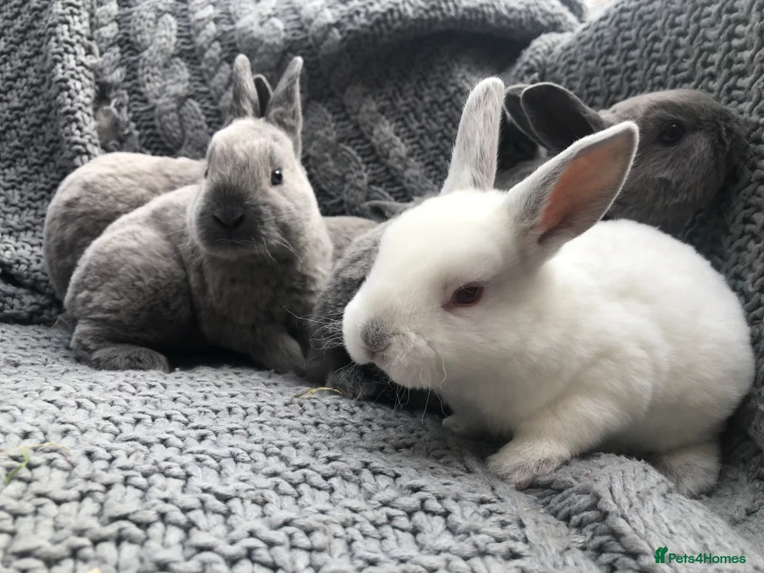 Rex rabbits for sale: Beautiful Purebreed Velvet Mini Rex rabbits - Advert 31