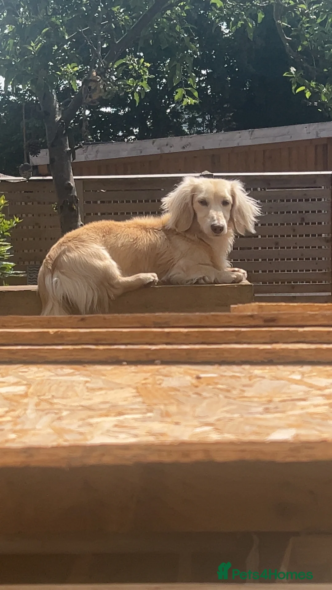 Chiweenie dogs for sale: Teeny chiweenies  - Advert 10