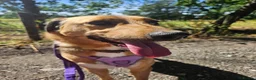 Mixed Breed dogs for adoption: Piglet is looking for a home! in Littleborough - Advert 3