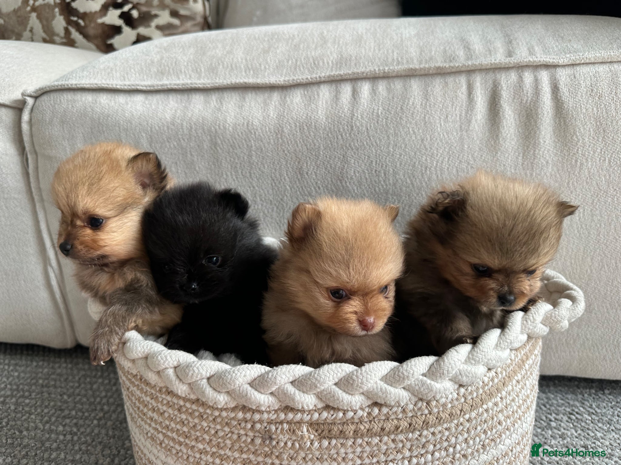 Pomeranian dogs Tiny teddy bear Pomeranian puppies KC registered - Advert 1