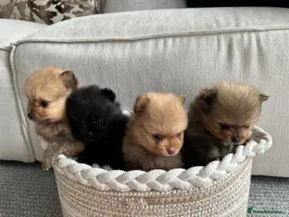 Pomeranian dogs Tiny teddy bear Pomeranian puppies KC registered - Advert 1