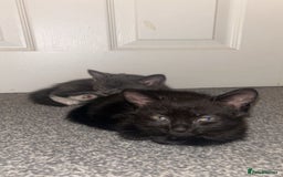 British Shorthair cats for sale: British shorthair x Bengal kittens - Image 11