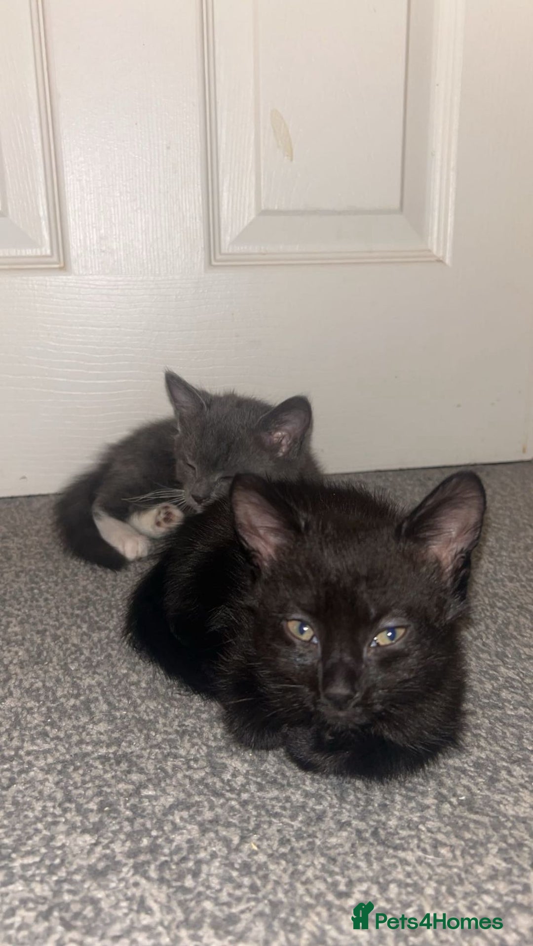 British Shorthair cats for sale: British shorthair x Bengal kittens - Image 11