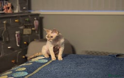 Devon Rex cats for sale: Colourpoint Devon Rex adult female - Image 2