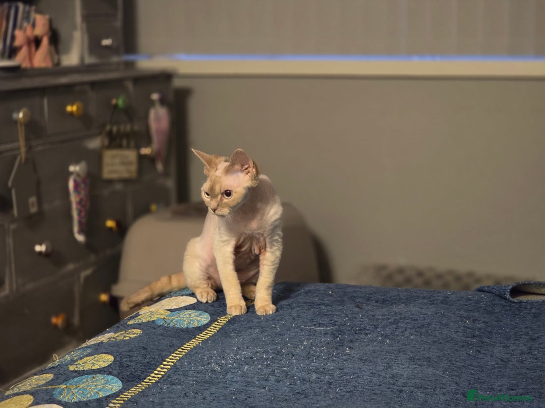 Devon Rex cats for sale: Colourpoint Devon Rex adult female - Image 2