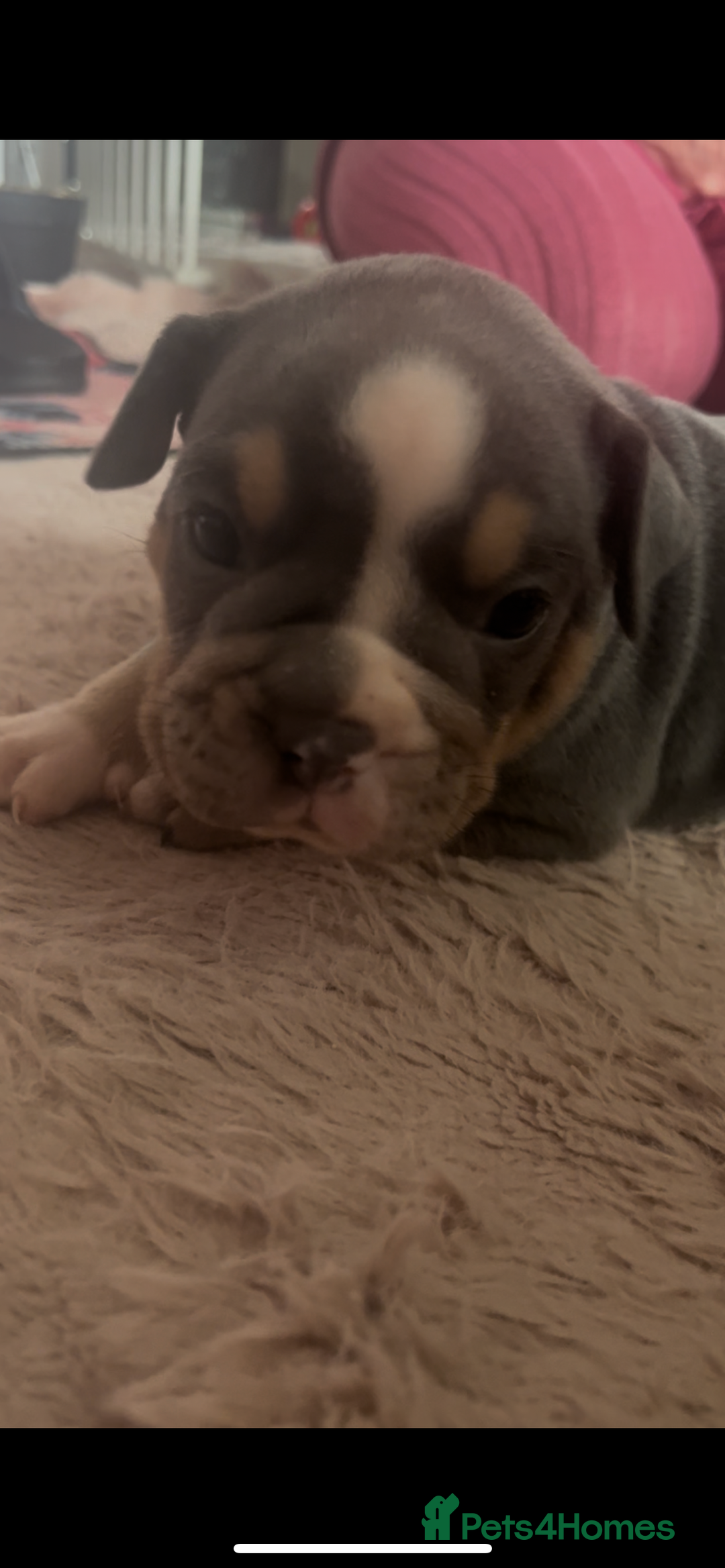 Olde English Bulldogge dogs for sale: ‼️⭐️LAST 2⭐️‼️OEB PUPS- Jabbed & Chipped - Image 18
