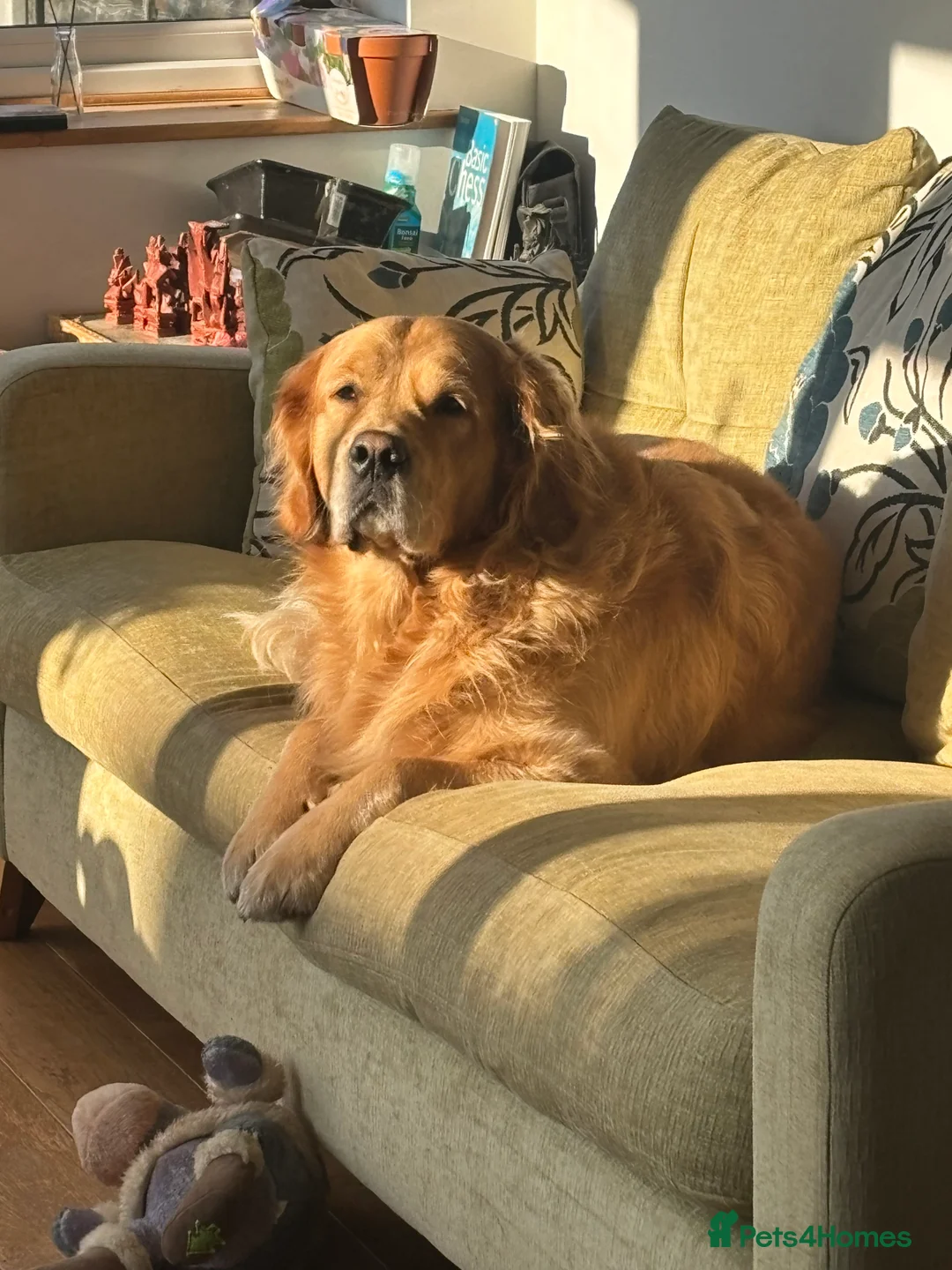 Golden Retriever dogs for stud: KC Registered Golden Retriever Stud - Advert 7