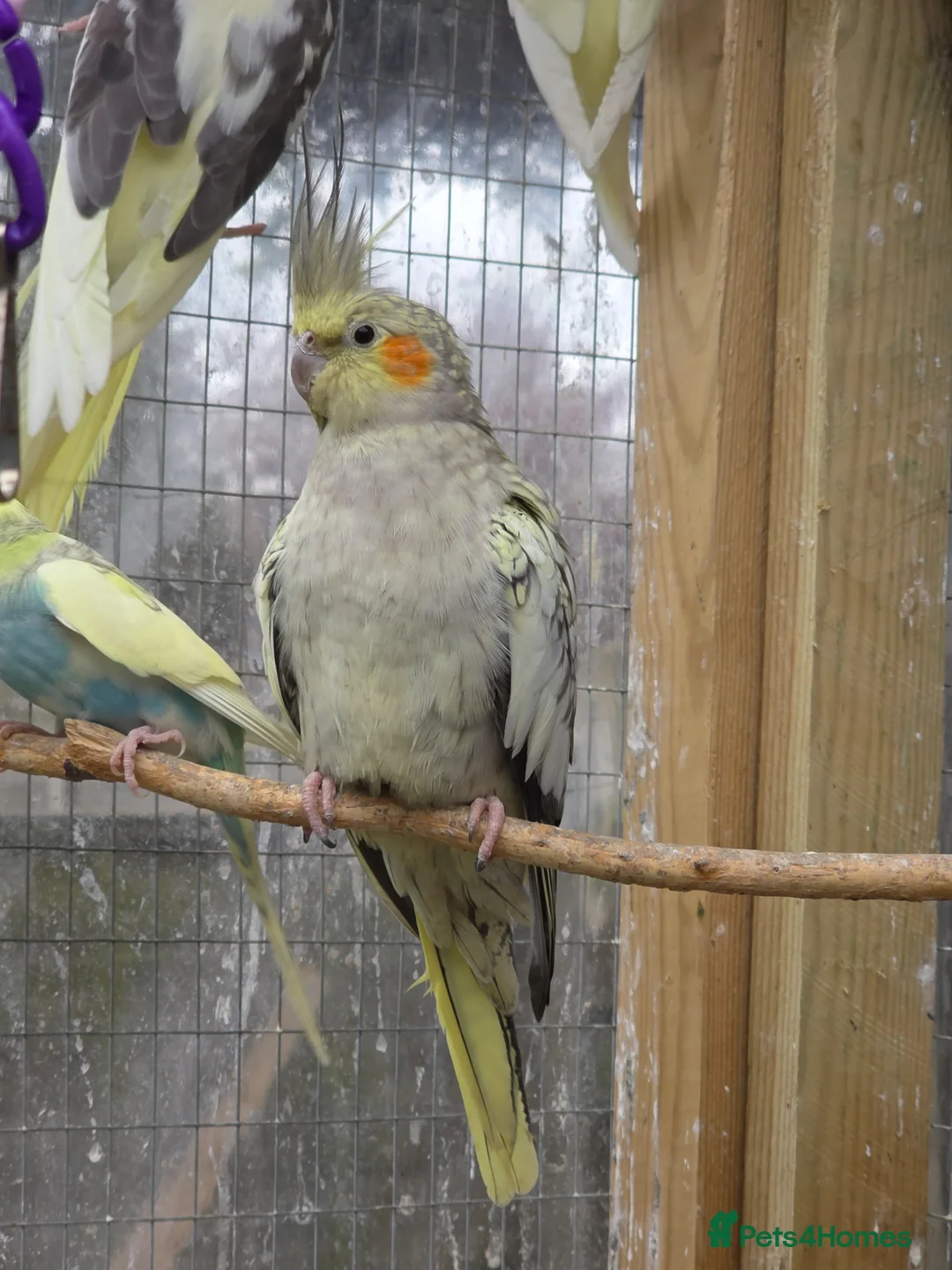 Cockatiels birds for sale: Beautiful cockatiels for sale  - Advert 1